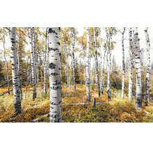 Wald mit Birkenstämmen und herbstlichem Laub