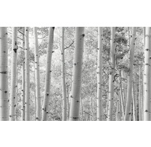 Fototapete Vlies SHX9-030 Espenwald 9-tlg. 450 x 280 cm