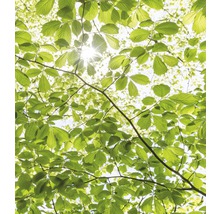 Blick durch grüne Blätter in den Himmel