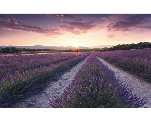 Fototapete Vlies SHX9-052 Lavender Dream 9-tlg. 450 x 280 cm