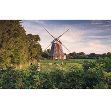 Windmühle auf einer Weide mit Schafen