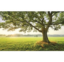 Baum auf einer Wiese mit Sonnenaufgang