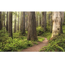 Fototapete Vlies SHX9-077 Redwood Trail 9-tlg. 450 x 280 cm