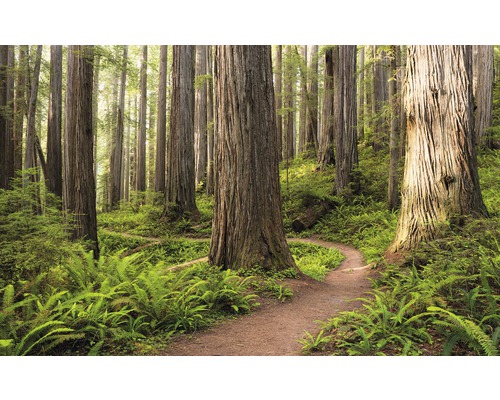 Fototapete Vlies SHX9-077 Redwood Trail 9-tlg. 450 x 280 cm