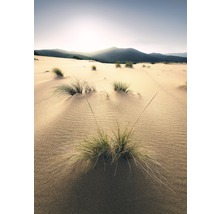 Landschaft mit Sanddünen und Grasbüscheln