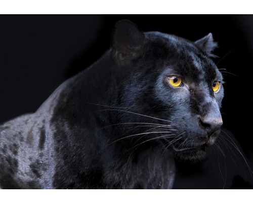 Leinwandbild Panther 80x116 cm