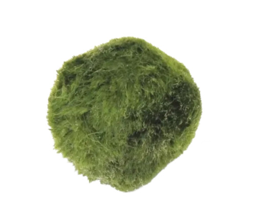 Moosalgen Ball 2,5 - 6 cm - Aegagropila linnaei