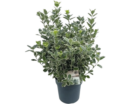 Japanischer Spindelstrauch FloraSelf Euonymus japonicus 'Katy' H 25-30 cm Co 5 L buschig