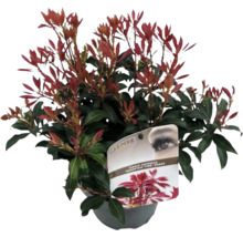 Japanische Lavendelheide FloraSelf Pieris japonica 'Mountain Fire' H 25-30 cm Co 2 L-thumb-0