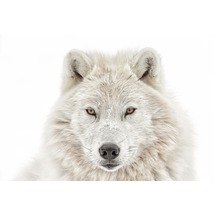 Nahaufnahme eines arktischen Wolfes mit hellem Fell