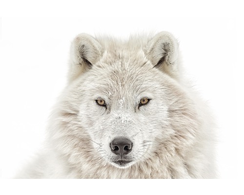 Maxiposter Wolf Head 61x91,5 cm