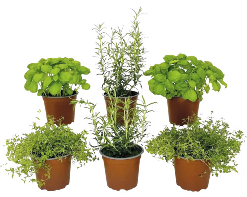 BIO Kräuter Set FloraSelf Bio Klassik Kräuter Mix 6 Stk. Ø 12 cm Topf BIO Kräuter Set FloraSelf Bio Klassik Kräuter Mix 6 Stk. Ø 12 cm Topf