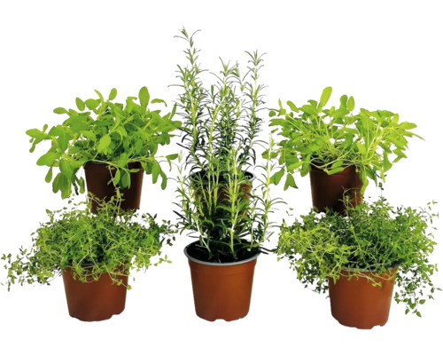 BIO Kräuter Set FloraSelf Bio Grill Kräuter Mix 6 Stk. Ø 12 cm Topf Fünf Kräutertöpfe mit Rucola, Rosmarin und Thymian.