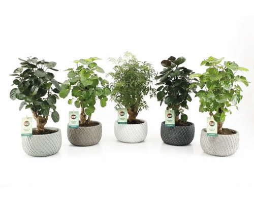 Fiederaralie FloraSelf Polyscias H ca. 40 cm Ø 16 cm Schale Classic Stone, sortiert Verschiedene Zimmerpflanzen in strukturierten Übertöpfen