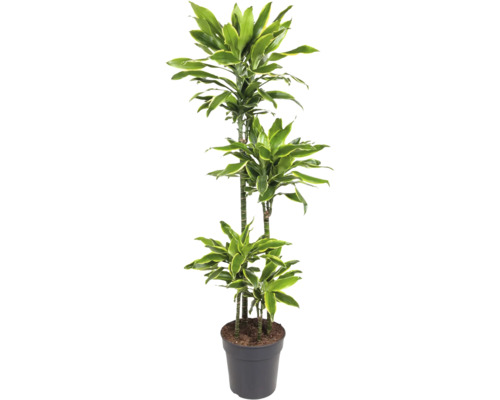 Drachenbaum FloraSelf Dracaena fragrans 'Gold Coast' H ca. 160 cm Ø 27 cm Topf mehrstämmig 90-60-30-15 cm