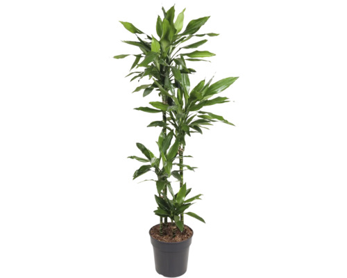 Drachenbaum FloraSelf Dracaena fragrans 'Janet Lind' H ca. 160 cm Ø 27 cm Topf mehrstämmig 90-60-30-15 cm