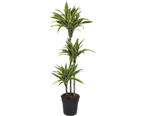 Drachenbaum FloraSelf Dracaena 'Lemon Lime' H ca. 130 cm Ø 24 cm Topf mehrstämmig 90-60-30 cm