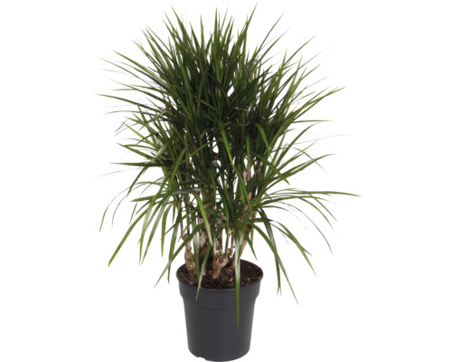 Drachenbaum FloraSelf Dracaena marginata H ca. 110 cm Ø 24 cm Topf verzweigt