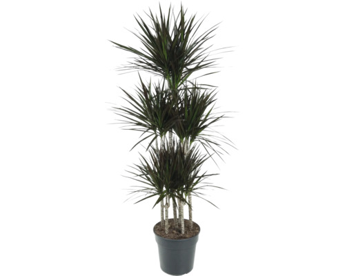 Drachenbaum FloraSelf Dracaena magenta Carrousel H ca. 150 cm Ø 31 cm Topf mehrstämmig