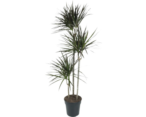 Drachenbaum FloraSelf Dracaena magenta H ca. 130 cm Ø 24 cm Topf mehrstämmig 90-60-30 cm