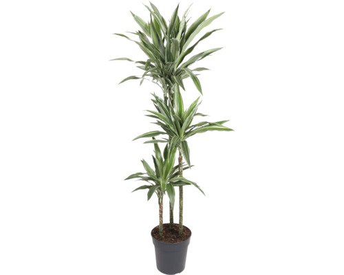 Drachenbaum FloraSelf Dracaena Warneckei H ca. 130 cm Ø 24 cm Topf mehrstämmig 90-30-10 cm