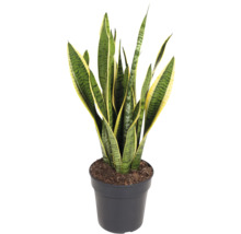 Sansevieria Pflanze im Topf