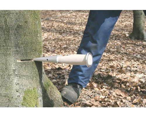 Person bohrt mit einem Zuwachsbohrer in einen Baumstamm.