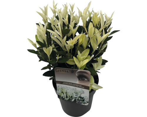 Japanischer Spindelstrauch ''Extravaganza'' im Topf