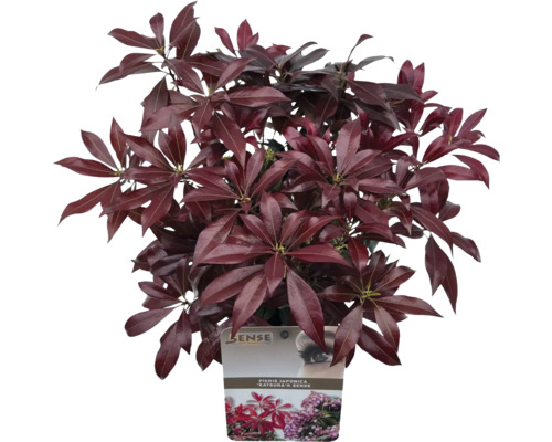 Japanische Lavendelheide FloraSelf Pieris japonica 'Katsura' H 20-25 cm Co 2 L Japanische Lavendelheide Katsura Sense im Topf