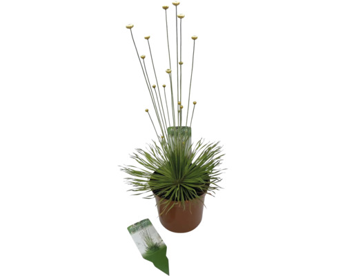 Mikadopflanze FloraSelf Syngonanthus chrysanthus 'Mikado' H 20-25 cm Ø 9 cm Topf Pflanze Kugel-Gras im Topf