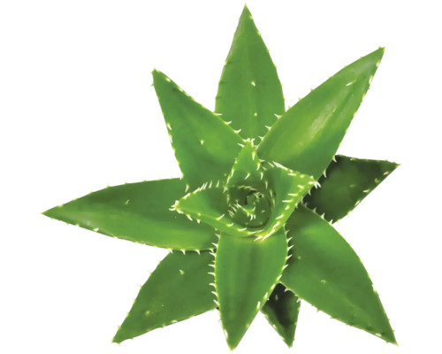 Aloe FloraSelf Aloe perfoliata H 20-25 cm Ø 14 cm Topf