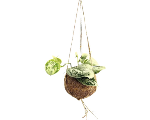 Kokodama-Ampel Set FloraSelf Efeutute Scindapsus pictus H ca. 20 cm Ø 12 cm Topf Hängepflanze in Kokosnussschale mit Seilaufhängung