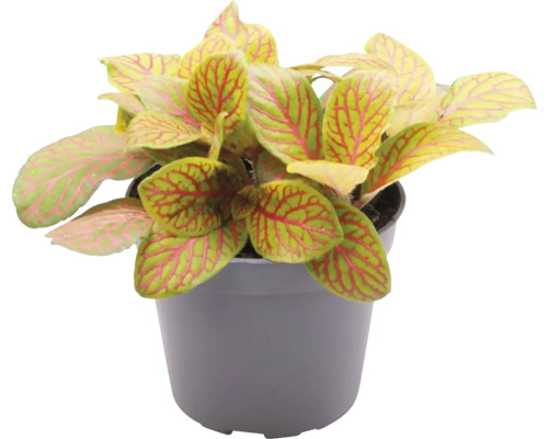 Mosaikpflanze FloraSelf Fittonia verschaffeltii 'Skeleton' H 10-12 cm Ø 7 cm Topf Fittonia Pflanze im Topf mit Blattmuster