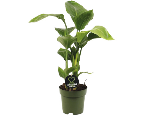 Baumstrelitzie FloraSelf Strelitzia Nicolai H ca. 65 cm Ø 17 cm Topf 3-er Tuff Strelitzie Zimmerpflanze im Topf