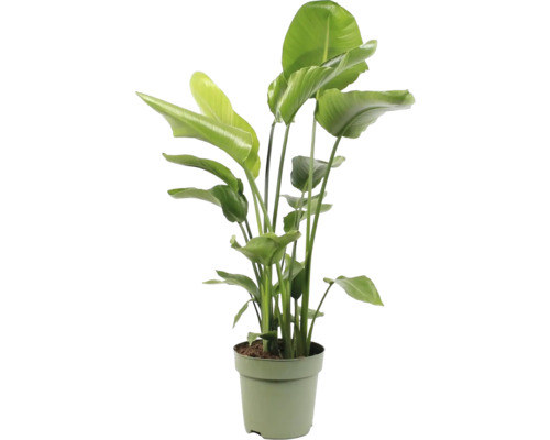 Baumstrelitzie FloraSelf Strelitzia Nicolai H 110-120 cm Ø 27 cm Topf 4-er Tuff Strelitzie im Topf