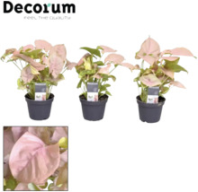 Drei Topfpflanzen der Sorte Syngonium Neon Robusta, Zierpflanze für Innenräume