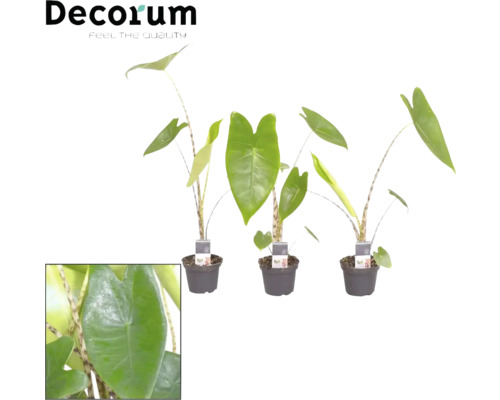 Alocasie, Tiger-Pfeilblatt FloraSelf Alocasia 'Zebrina' H 5-15 cm Ø 7 cm Topf Alocasia Zimmerpflanze im Topf