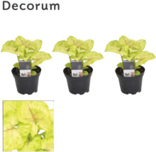 Drei Topfpflanzen Syngonium Neon Robusta im schwarzen Kunststofftopf