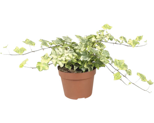 Efeu gelb-grün FloraSelf Hedera helix 'Golden Kolibri' H ca. 20 cm Ø 13 cm Topf Efeu im Topf