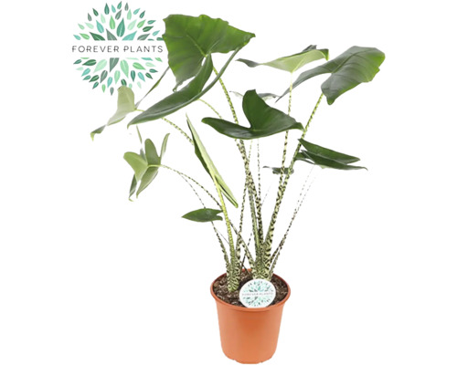 Alocasie, Tiger-Pfeilblatt FloraSelf Alocasia 'Zebrina' H 80-100 cm Ø 24 cm Topf Zimmerpflanze Alocasia zebrina im Topf