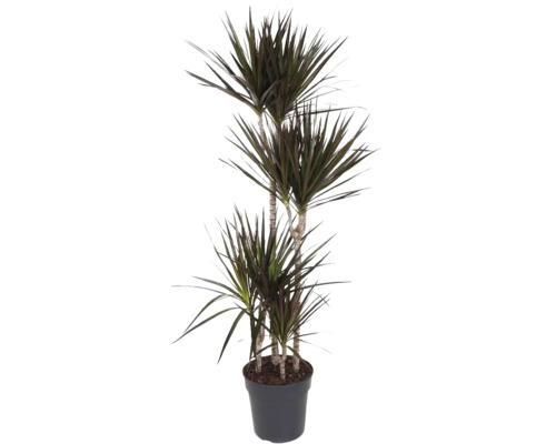 Drachenbaum FloraSelf Dracaena magenta H 150-160 cm Ø 27 cm Topf mehrstämmig 90-60-30-15 cm