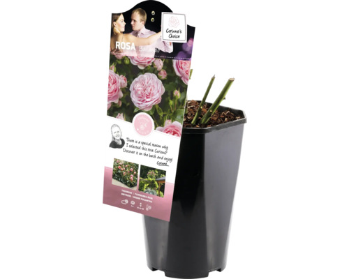 Rose in einem schwarzen Topf