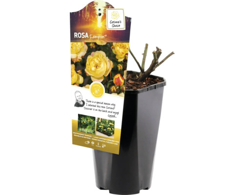 Rosa Lampion in einem Topf, bereit zum Einpflanzen in den Garten.