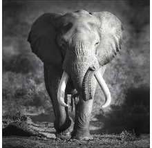 Leinwandbild Grey Elephant Head 27x27 cm-thumb-0