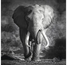 Leinwandbild Grey Elephant Head 27x27 cm-thumb-0 Leinwandbild Grey Elephant Head 27x27 cm-thumb-0