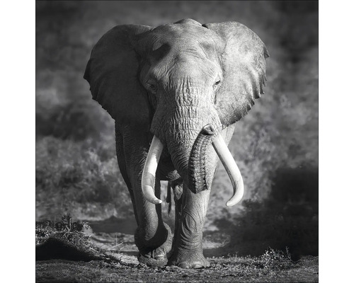Leinwandbild Grey Elephant Head 27x27 cm-0