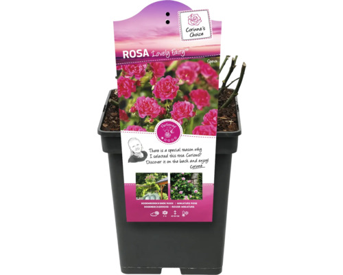 Rosa Lovely Fairy im Topf, eine Bodendeckerrose.
