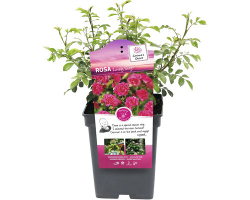 Rosa Lovely Fairy im Topf