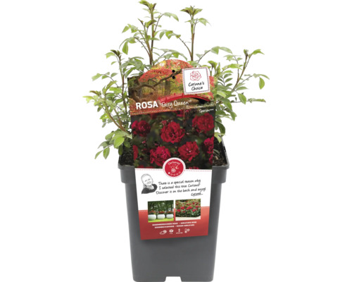 Rosa Fairy Queen im Topf