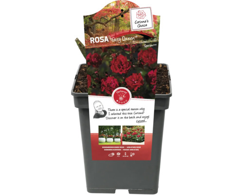 Rosa Fairy Queen im Topf